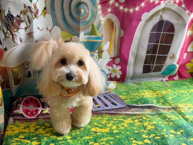 MIX シエルちゃん トリミングコース