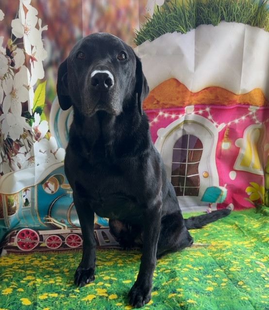 ラブラドールレトリバー アレンちゃん グルーミングコース