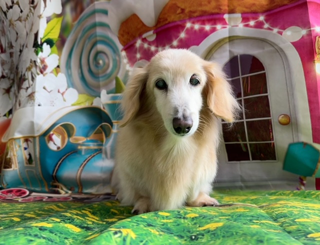 ダックスフンド 愛ちゃん グルーミングコース