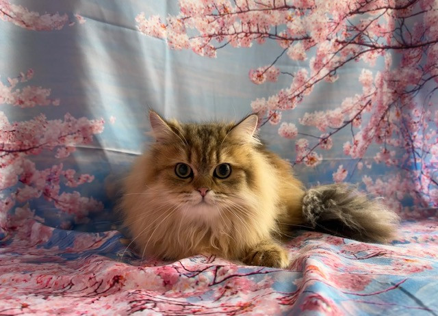 猫 ぽんたちゃん オプション