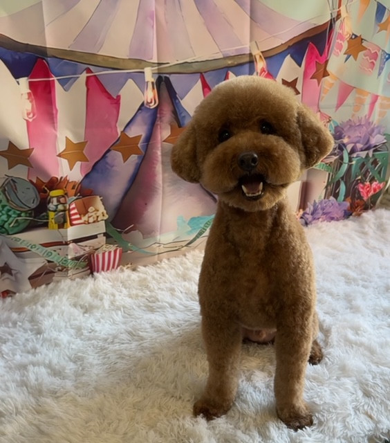 トイプードル 六朗ちゃん トリミングコース