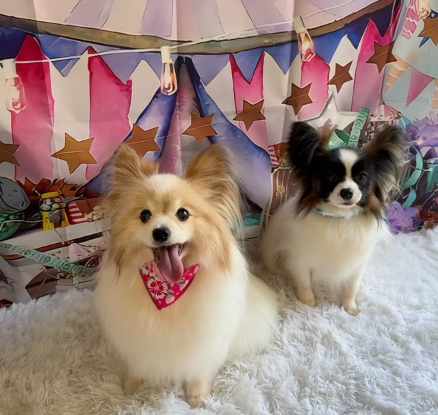 パピヨン レイちゃん風馬ちゃん トリミングシャンプーコース