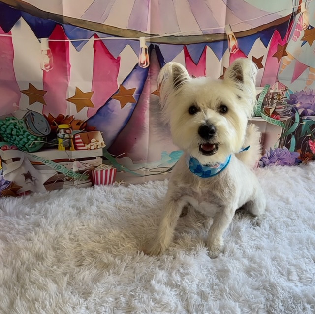 ウェスティ レンちゃん トリミングコース