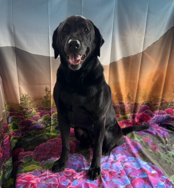 ラブラドールレトリバー アレンちゃん グルーミングコース