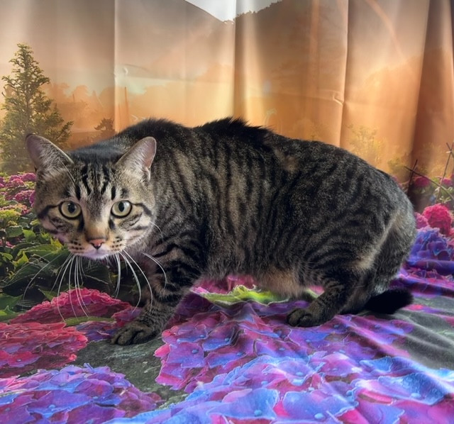 猫 イヴちゃん オプション