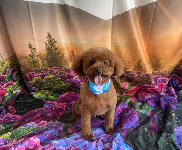 トイプードル イヴちゃん トリミングコース