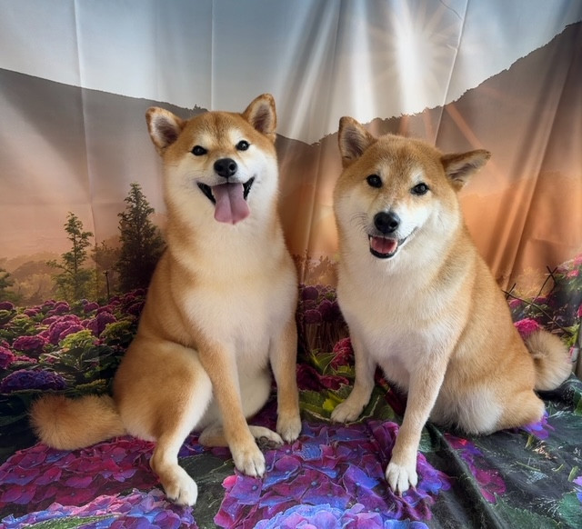 柴犬 レオちゃんハナちゃん グルーミングコース