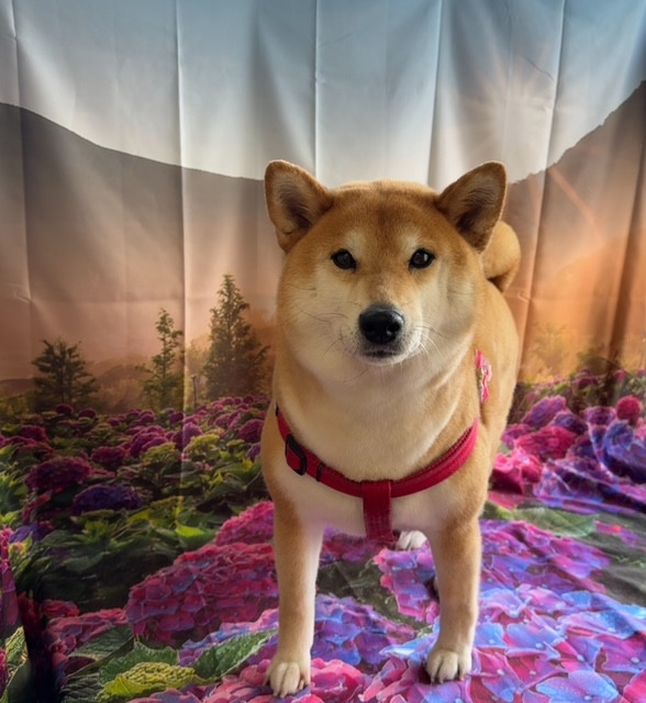 柴犬 りんちゃん グルーミングコース