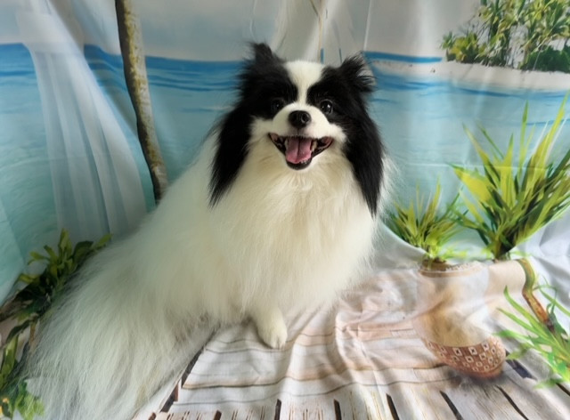 MIX ステラちゃん グルーミングコース