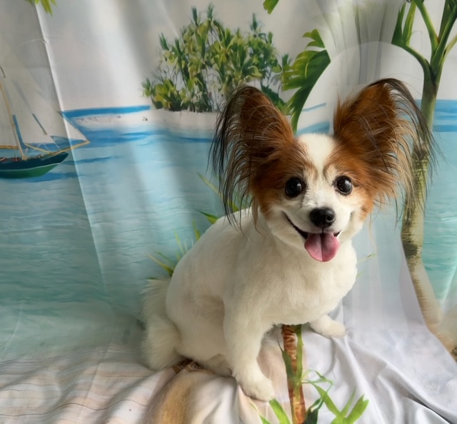 パピヨン ミルキーちゃん トリミングコース