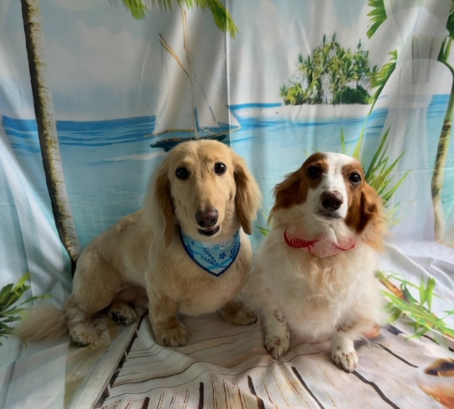 ダックスフンド ひまわりちゃんちゃちゃまるちゃん グルーミングトリミングコース