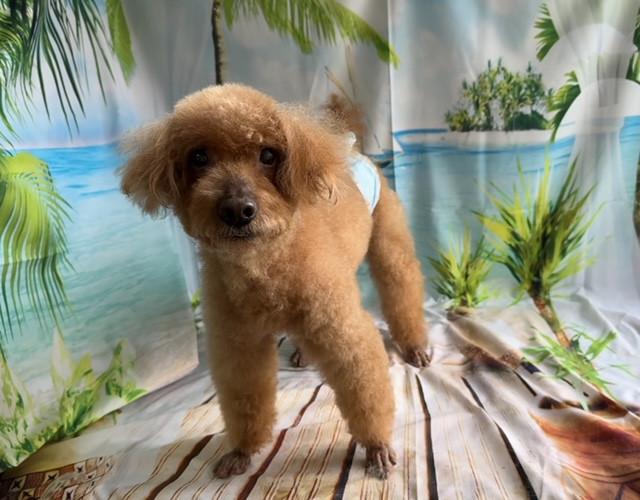 トイプードル プーチンちゃん グルーミングコース