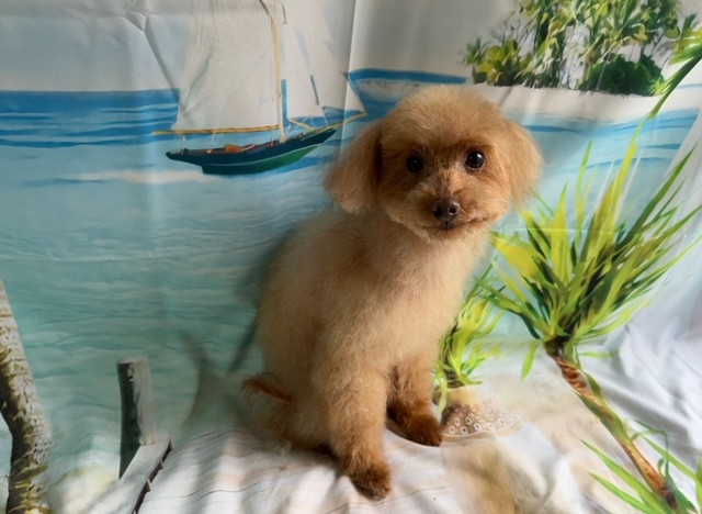 トイプードル 晴ちゃん グルーミングコース