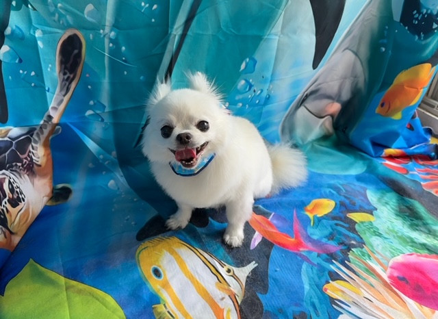 チワワ テチちゃん トリミングコース