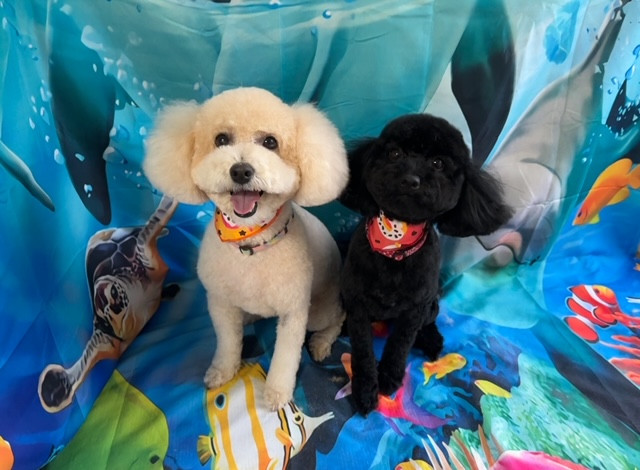 トイプードル 空ちゃん天ちゃん トリミングコース