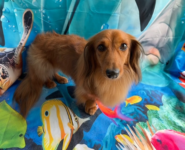 ダックスフンド ハルちゃん グルーミングコース