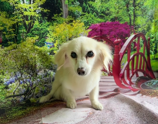 MIX アクアちゃん グルーミングコース