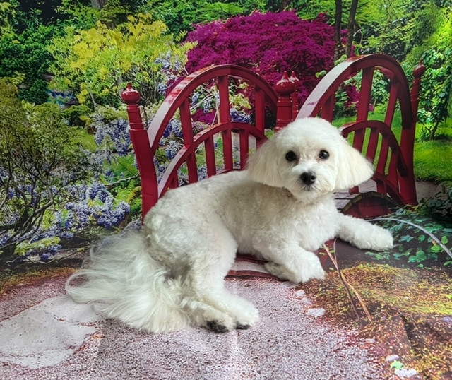 MIX コロンちゃん トリミングコース