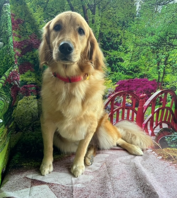 ゴールデンレトリバー はるちゃん グルーミングコース