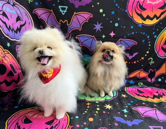ポメラニアン モナちゃんベニちゃん グルーミングコース