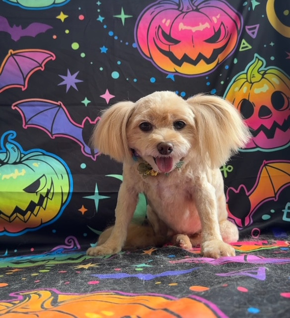 MIX レオちゃん トリミングコース