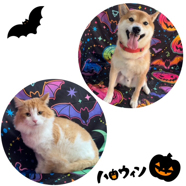 柴犬猫 翔くんレオくん オプション