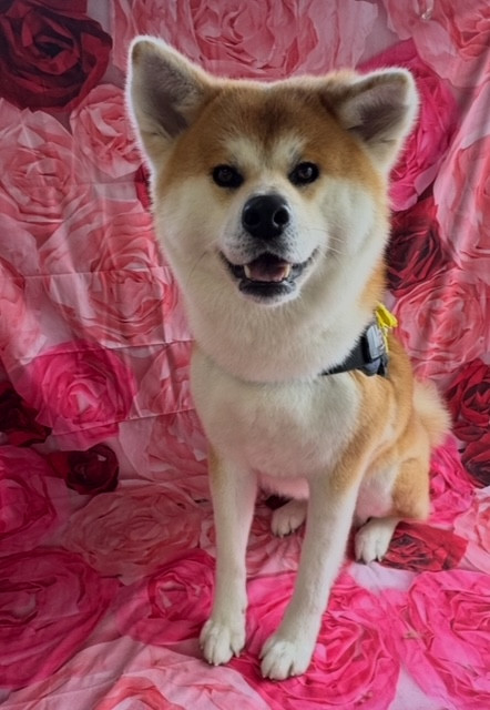 秋田犬 マリンちゃん グルーミングコース