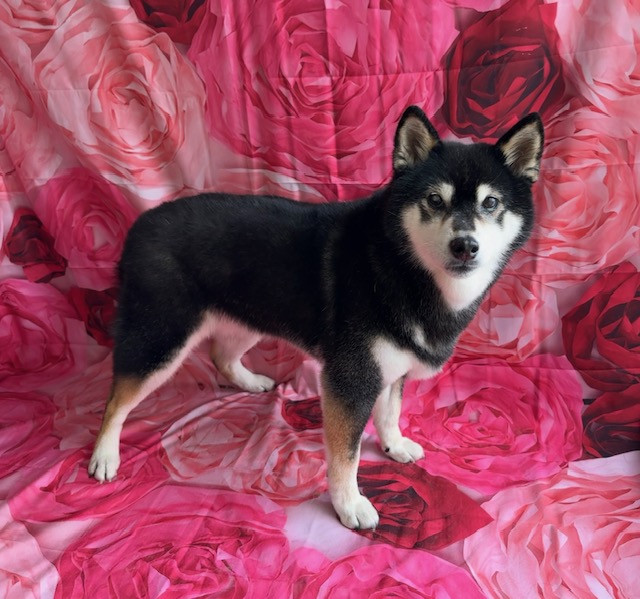 柴犬 くるみちゃん シャンプーコース