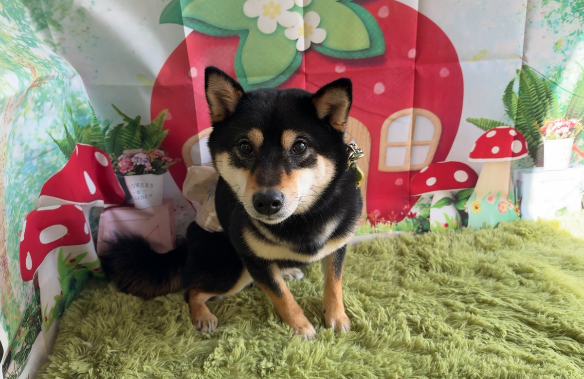 柴犬 鉄ちゃん グルーミングコース