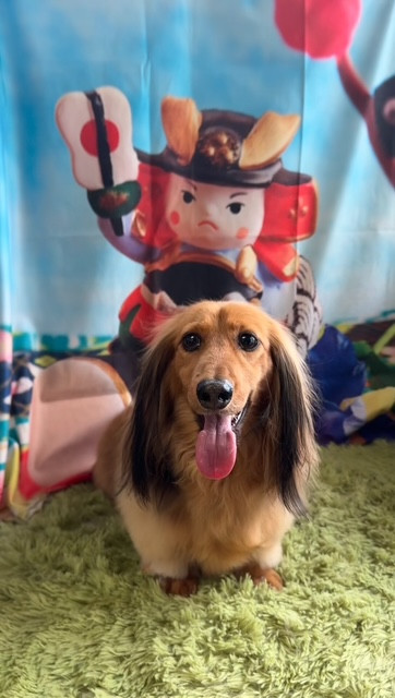 ダックスフンド たろーちゃん グルーミングコース