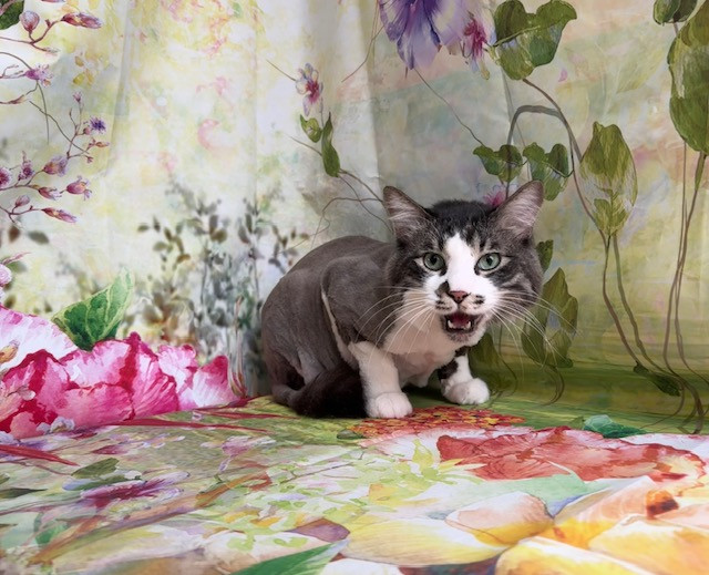 猫 テンちゃん トリミングコース