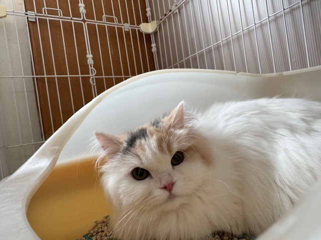 猫 こむぎちゃん お泊まりの様子