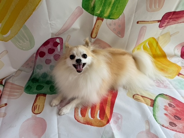 チワワ アトムちゃん グルーミングコース