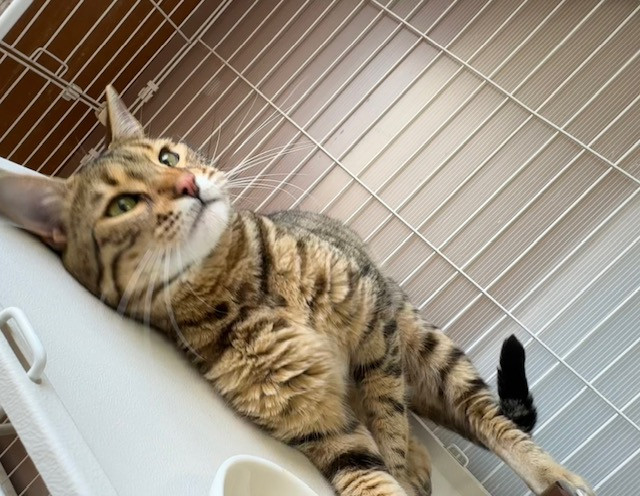 猫 みかんちゃん お泊まりの様子
