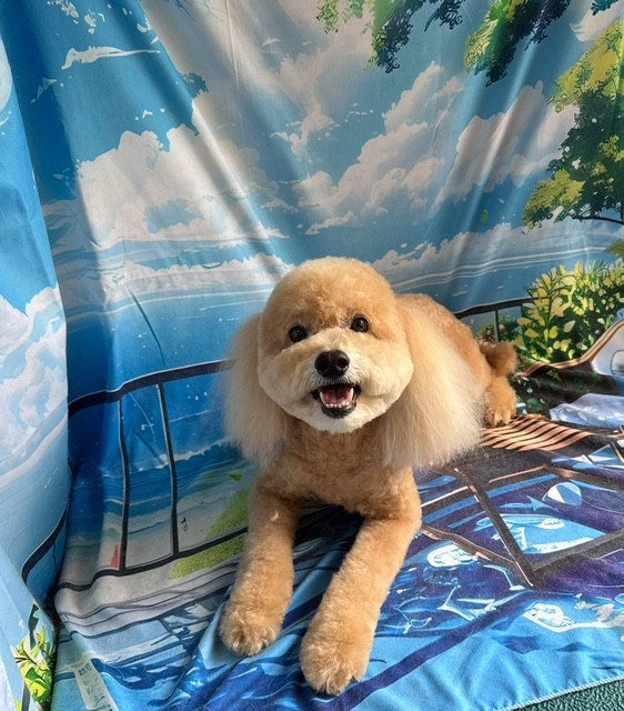 トイプードル フクちゃん トリミングコース
