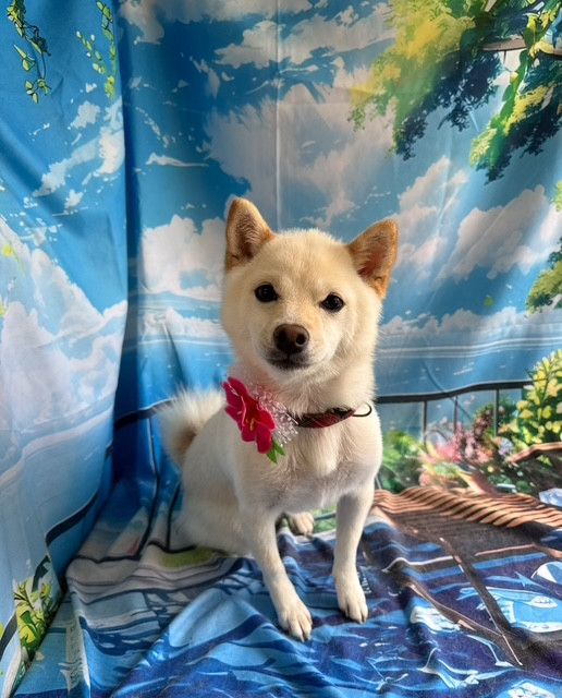 柴犬 ゆきちゃん シャンプーコース