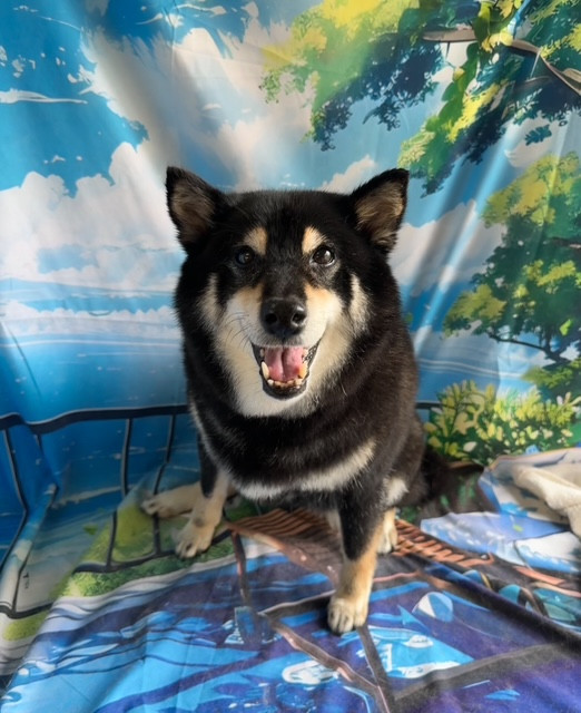 柴犬 はるちゃん グルーミングコース