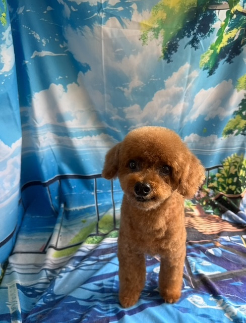 トイプードル そらちゃん トリミングコース