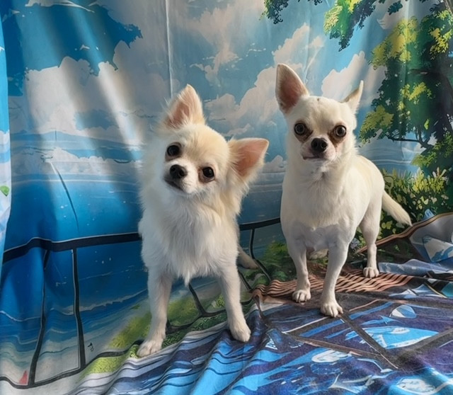 チワワ れおんちゃんこたろうちゃん オプショングルーミングコース