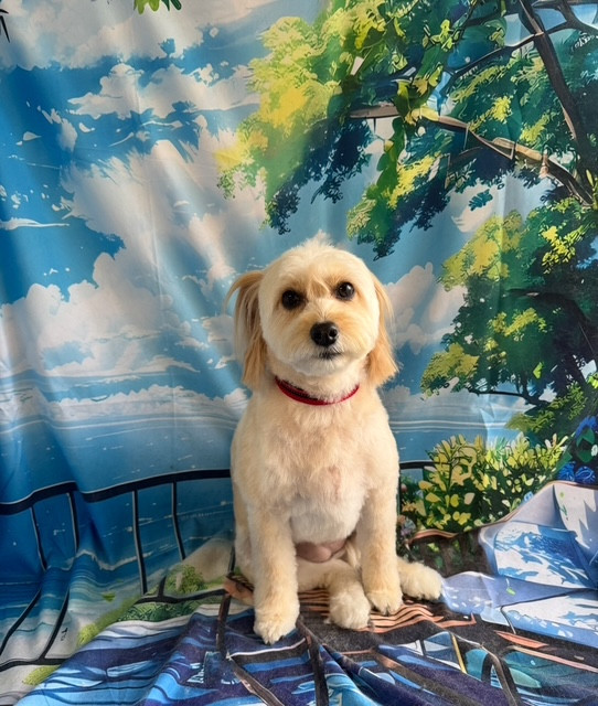 MIX あられちゃん トリミングコース