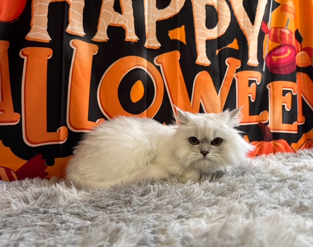 猫 ぶぶちゃん オプション