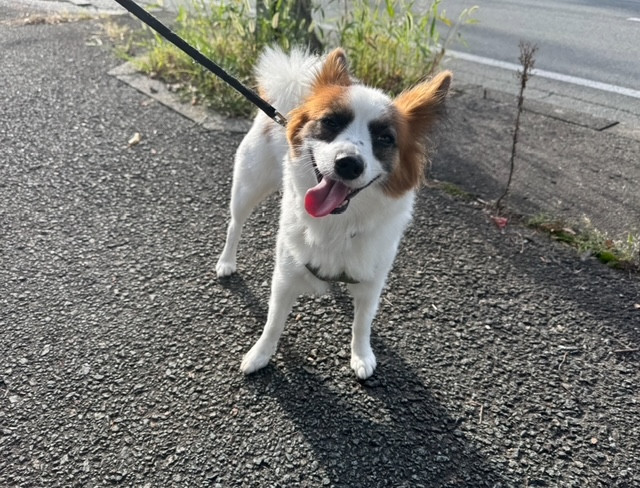 パピヨン リオンちゃん お泊まりの様子