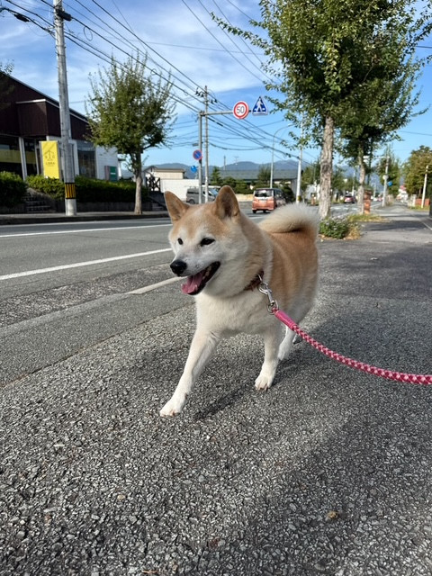 柴犬 りゅうちゃん お泊まりの様子
