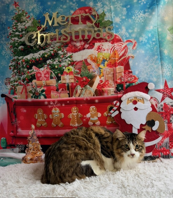 猫 にゃにゃおちゃん オプション