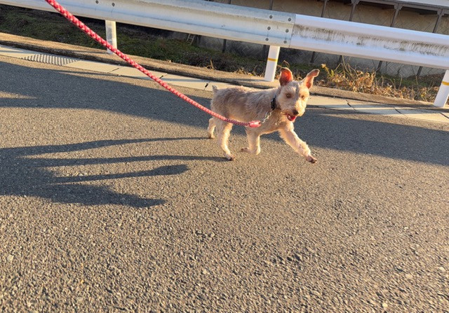 シュナウザー ソラちゃん お泊まりの様子