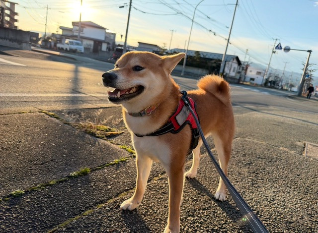柴犬 ぼたんちゃん お泊まりの様子