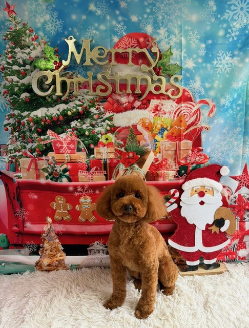 トイプードル モカちゃん トリミングコース