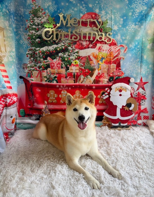 柴犬 さくらちゃん シャンプーコース