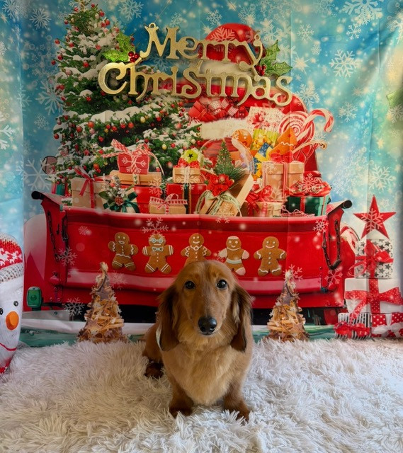 ダックスフンド ルークちゃん トリミングコース