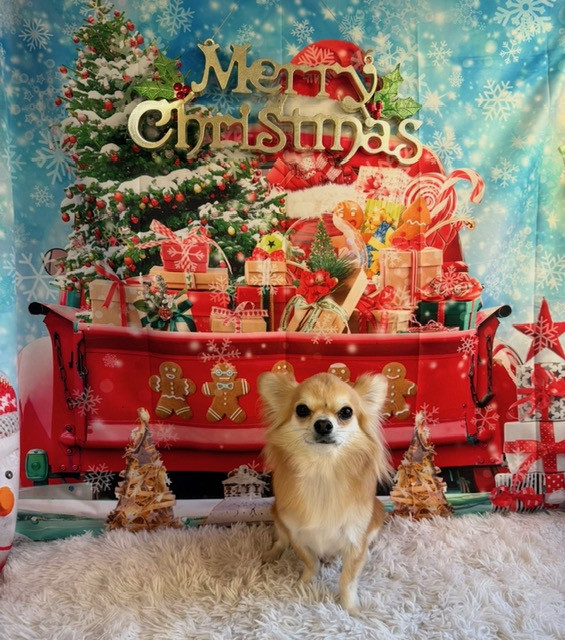 チワワ ココちゃん トリミングコース